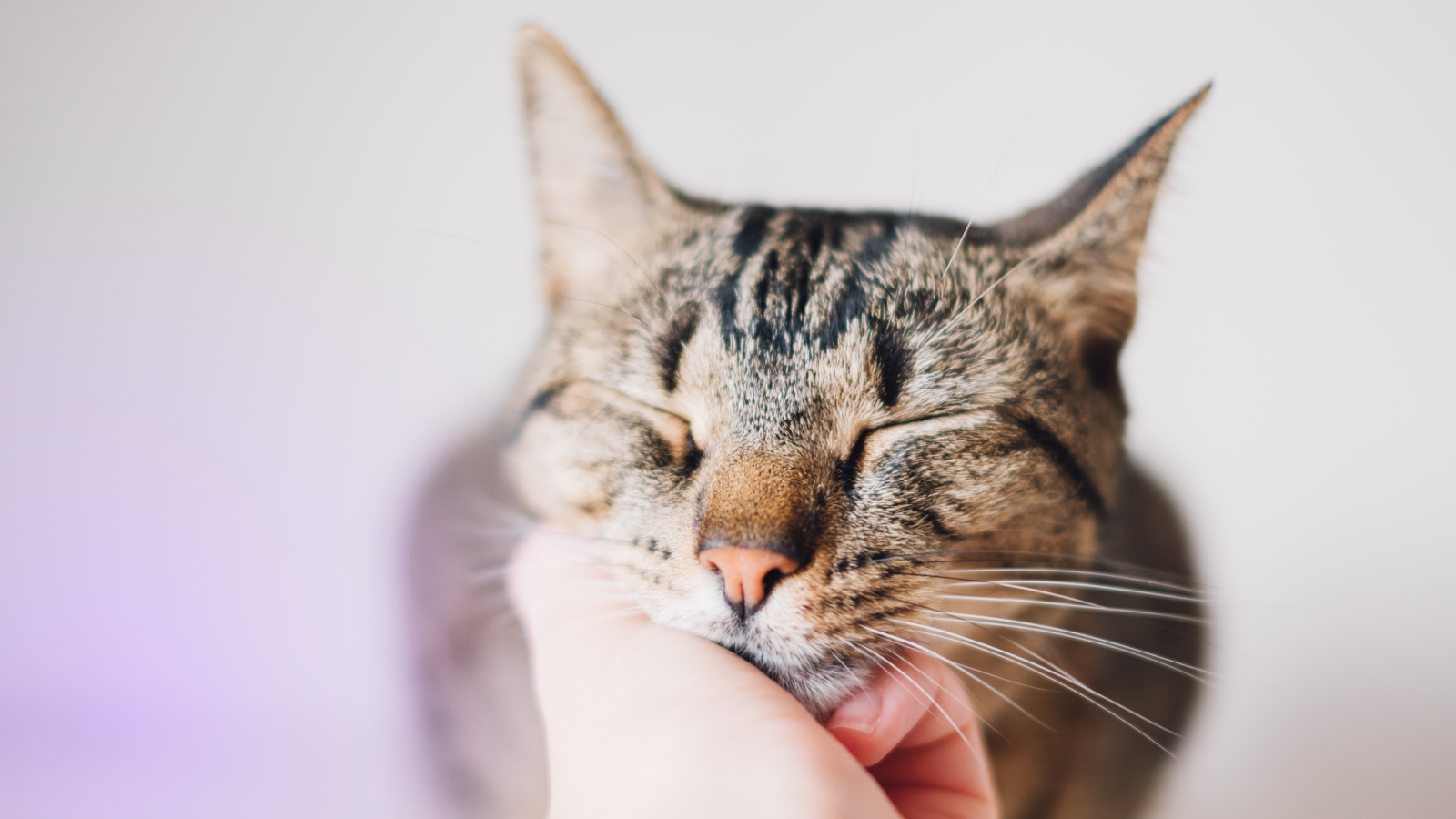 Иллюстрация к статье: Кошачий ус: народные приметы и поверья